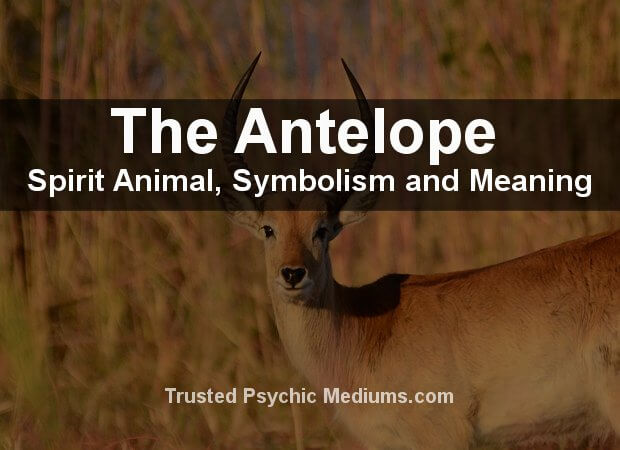 The Antelope Spirit Animal - A Complete Guide.
