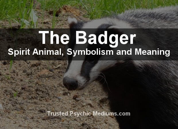 The Badger Spirit Animal - A Complete Guide to Meaning and Symbolism.