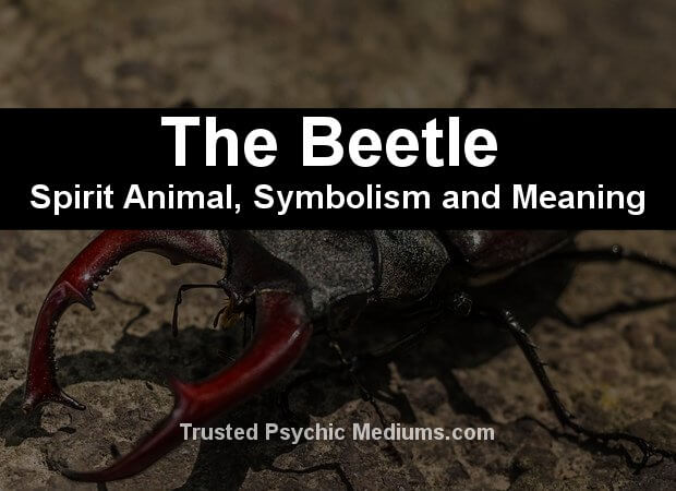 scarab-beetle symbolism