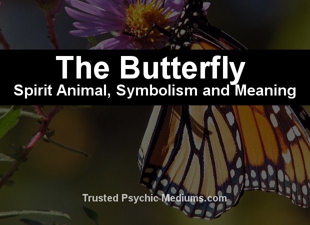 butterfly meaning