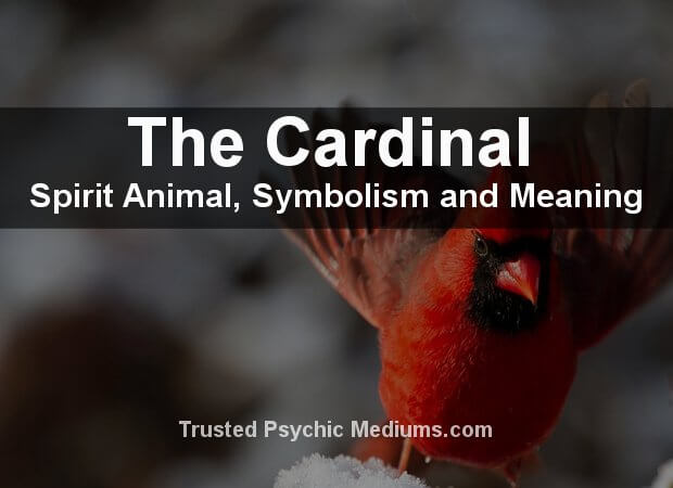 Cardinal Spirit Animal