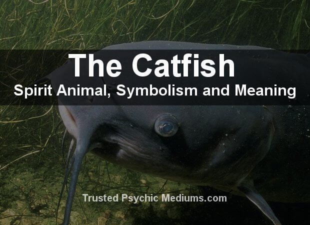 Catfish Spirit Animal