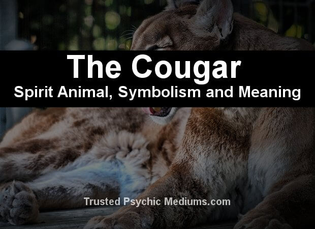 The Cougar Spirit Animal - A Complete Guide to Meaning and Symbolism.