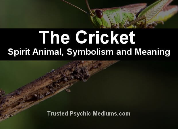 The Cricket Spirit Animal - A Complete Guide to Meaning and Symbolism.