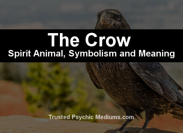 meaning of the crow spirit animal