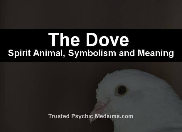 dove animal meaning