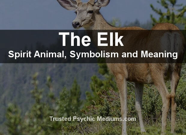 Elk Spirit Animal
