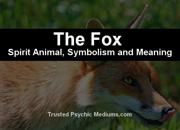 The Fox Spirit Animal - A Complete Guide to Meaning and Symbolism.