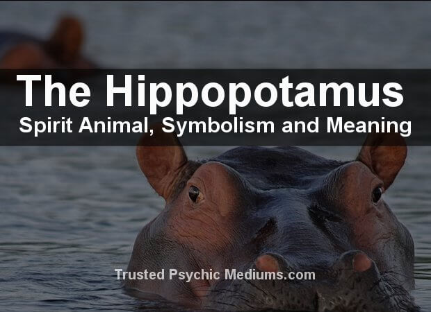 The Hippopotamus Spirit Animal - A Complete Guide.