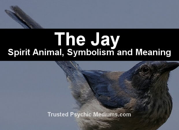 The Jay Spirit Animal - A Complete Guide to Meaning and Symbolism.