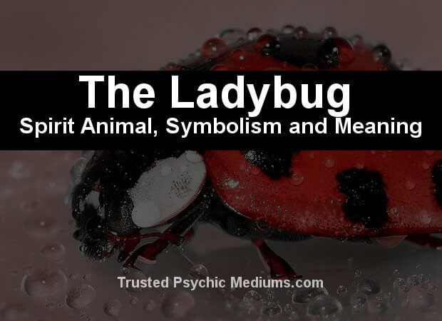 The Ladybug Spirit Animal - A Complete Guide to Meaning and Symbolism