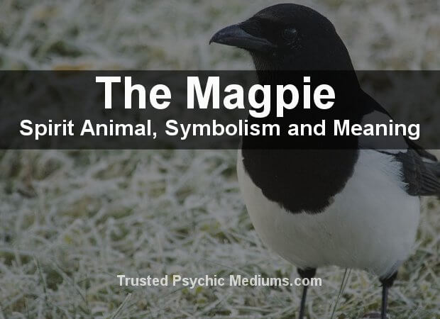 The Magpie Spirit Animal - A Complete Guide to Meaning and Symbolism.