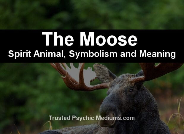moose spirit animal