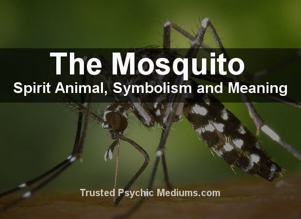 Mosquito Spirit Animal
