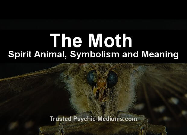 meaning of the moth