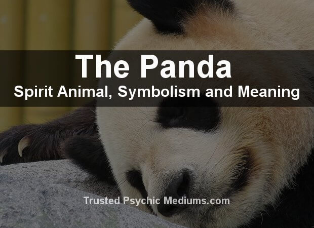 The Panda Spirit Animal - A Complete Guide to Meaning and Symbolism.