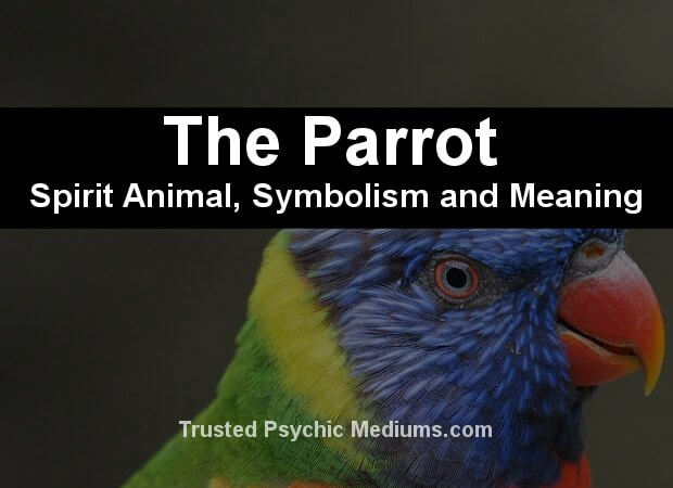 parrot spirit animal