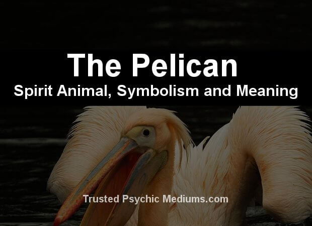 pelican spirit animal