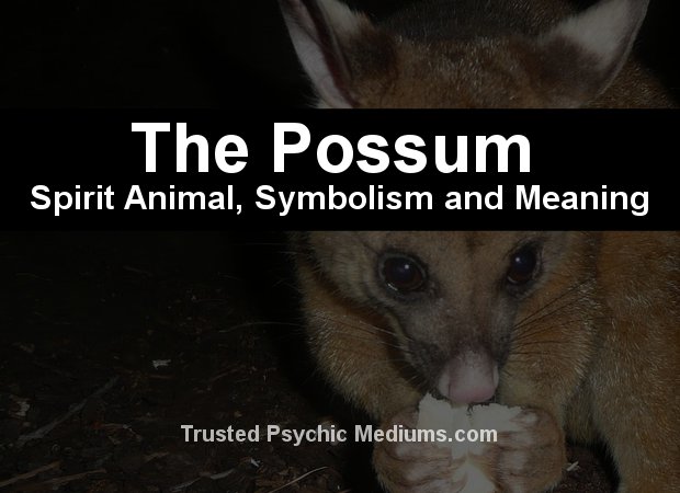 oppossum spirit animal