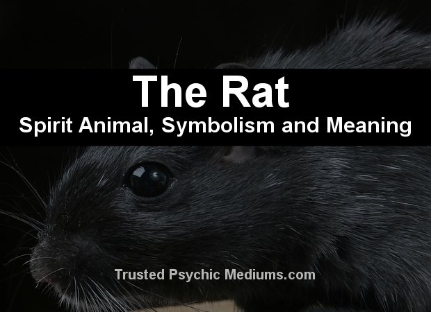 The Rat Spirit Animal - A Complete Guide to Meaning and Symbolism.
