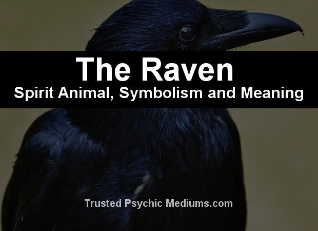 The Raven Spirit Animal - A Complete Guide to Meaning and Symbolism.
