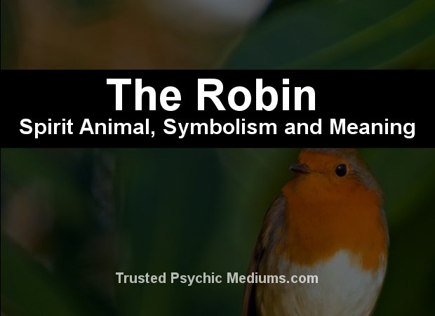 robin spirit animal meaning