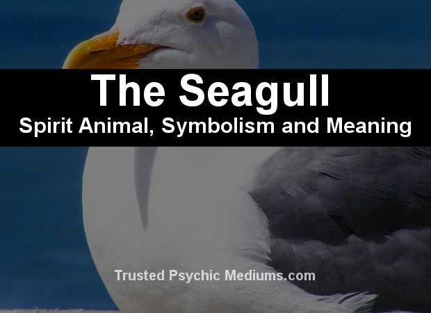 the meaning of seeing a seagull