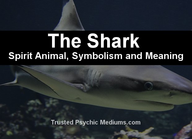 shark symbolism