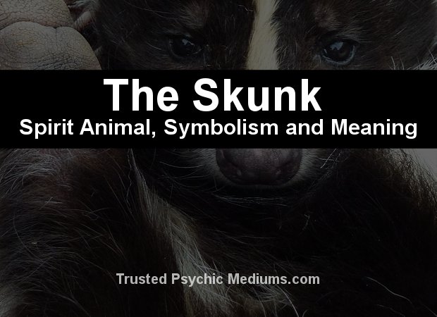 The Skunk Spirit Animal - A Complete Guide to Meaning and Symbolism.