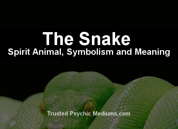 The Snake Spirit Animal - A Complete Guide to Meaning and Symbolism