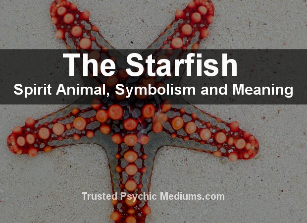 Starfish Spirit Animal