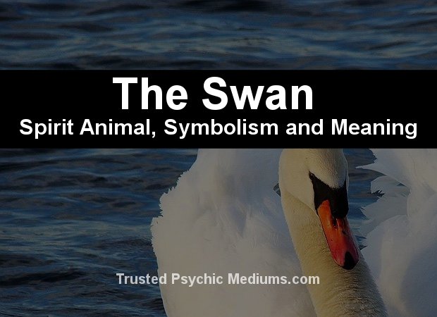 The Swan Spirit Animal - A Complete Guide to Meaning and Symbolism.