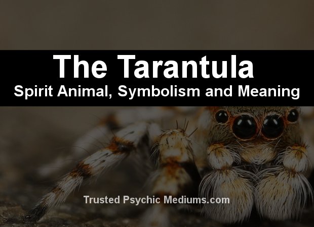 tarantula spirit animal
