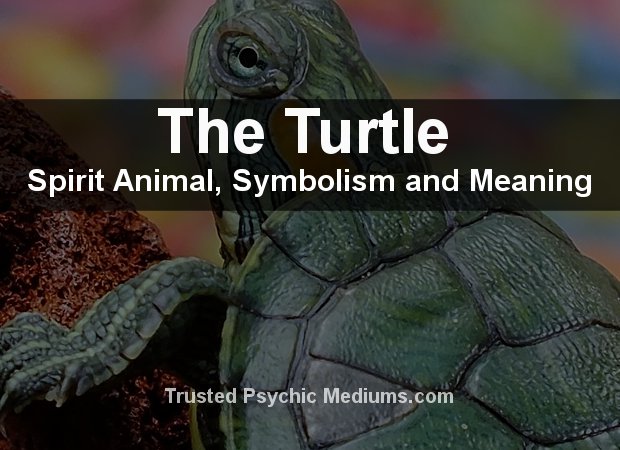 the-turtle-spirit-animal-a-complete-guide-to-meaning-and-symbolism