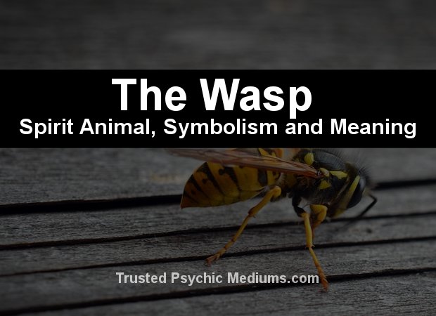 The Wasp Spirit Animal - A Complete Guide to Meaning and Symbolism.