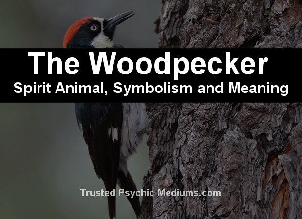 woodpecker spirit animal