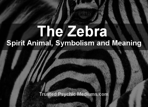 Zebra Spirit Animal