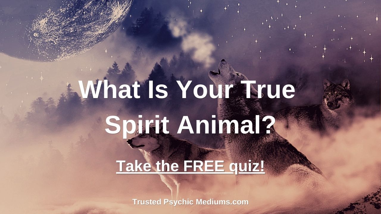Spirit Animal Quiz