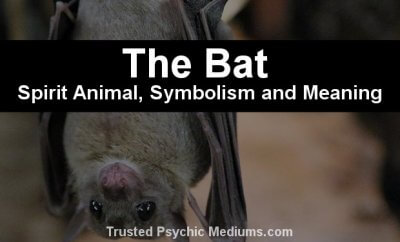 bat spirit animal