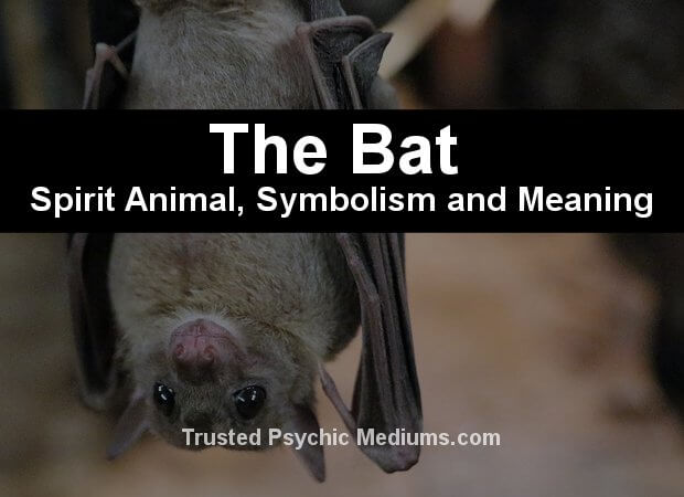 The Bat Spirit Animal