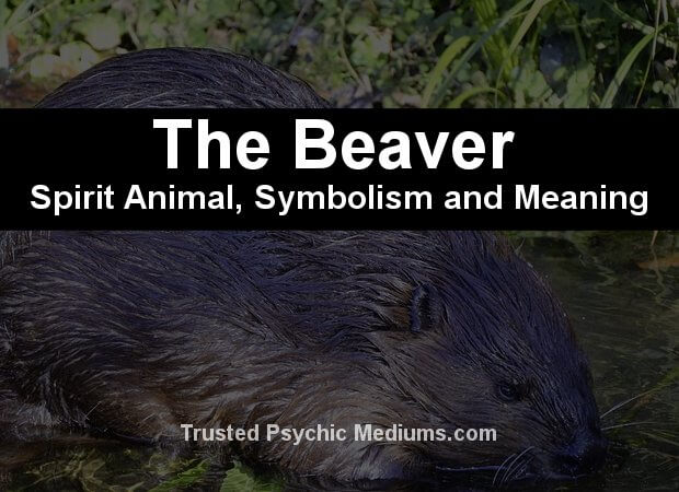 The Beaver Spirit Animal