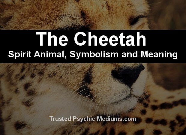 The Cheetah Spirit Animal A Complete Guide To Meaning And Symbolism