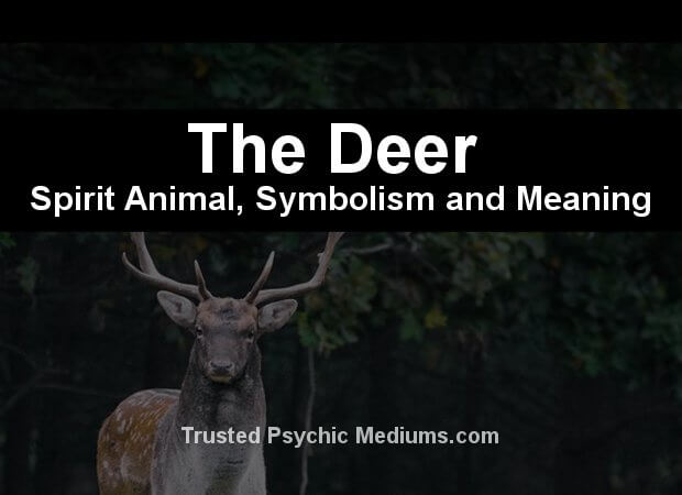 The Deer Spirit Animal