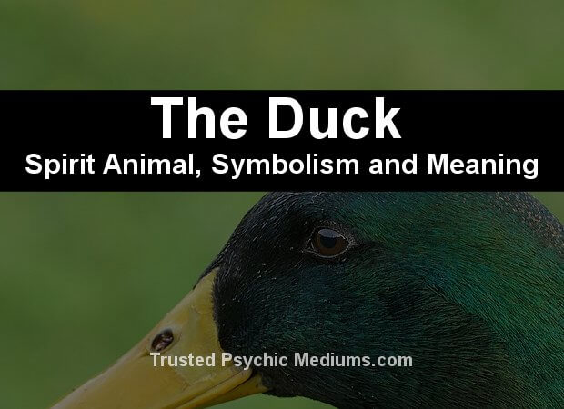 The Duck Spirit Animal