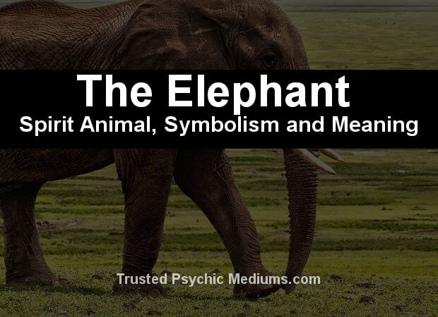 The Elephant Spirit Animal