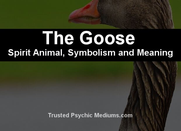 The Goose Spirit Animal