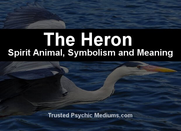The Heron Spirit Animal A Complete Guide To Meaning And Symbolism