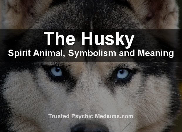 The Husky Spirit Animal
