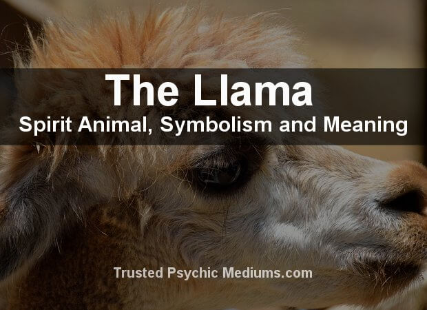 The Llama Spirit Animal