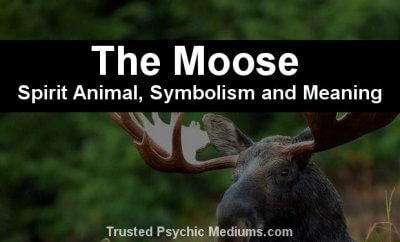 The Moose Spirit Animal - A Complete Guide to Meaning and Symbolism.